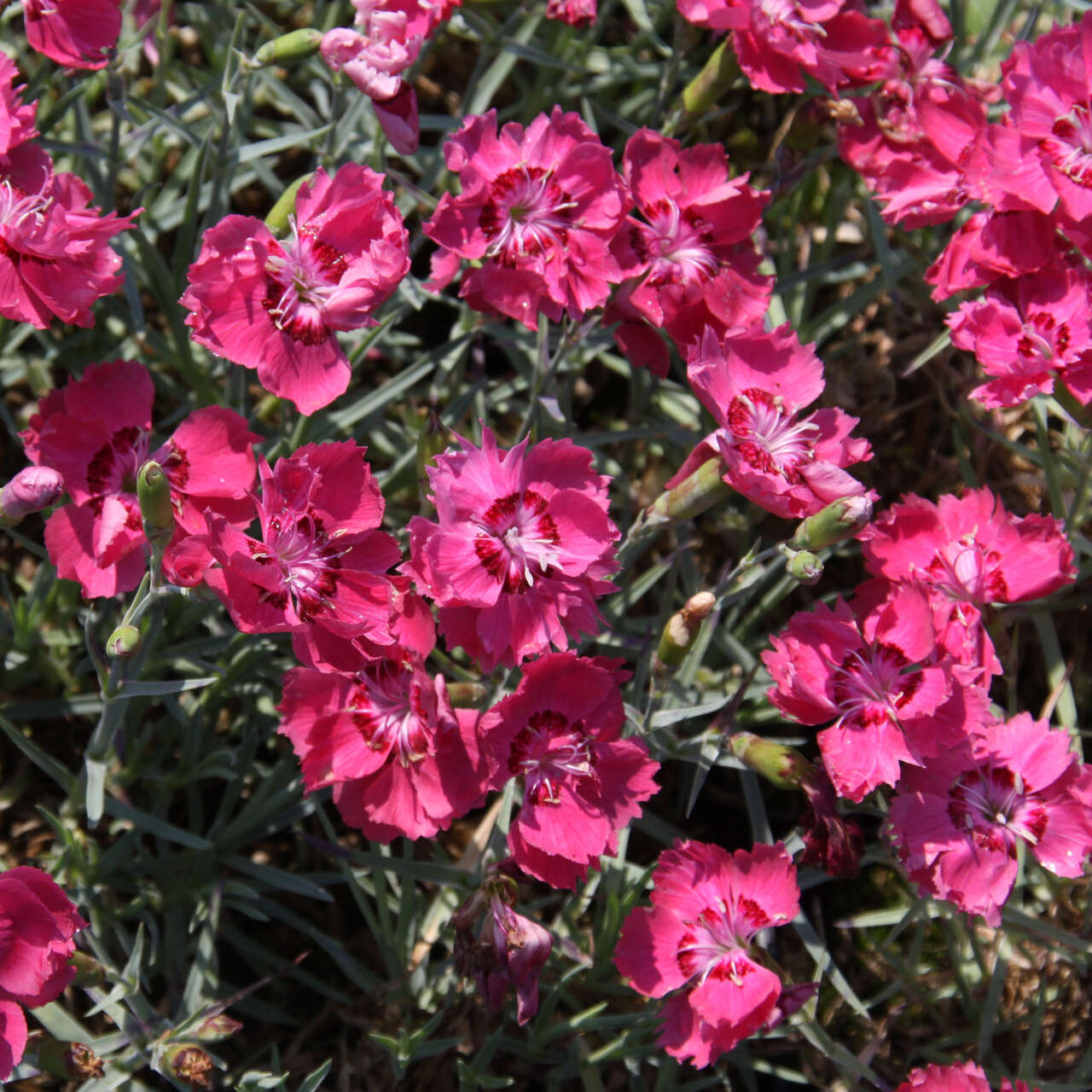 Pfingstnelke Dianthus Gratianopolitanus Badenia Rot