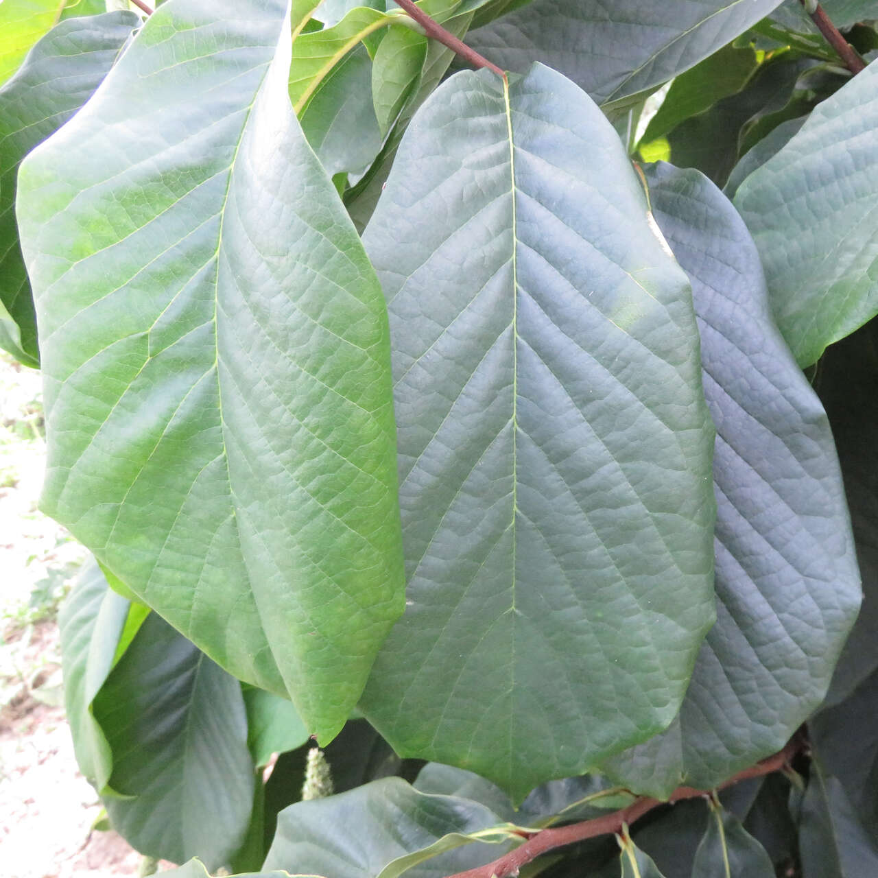 Pawpaw Indianerbanane Asimina Triloba Prima Rot