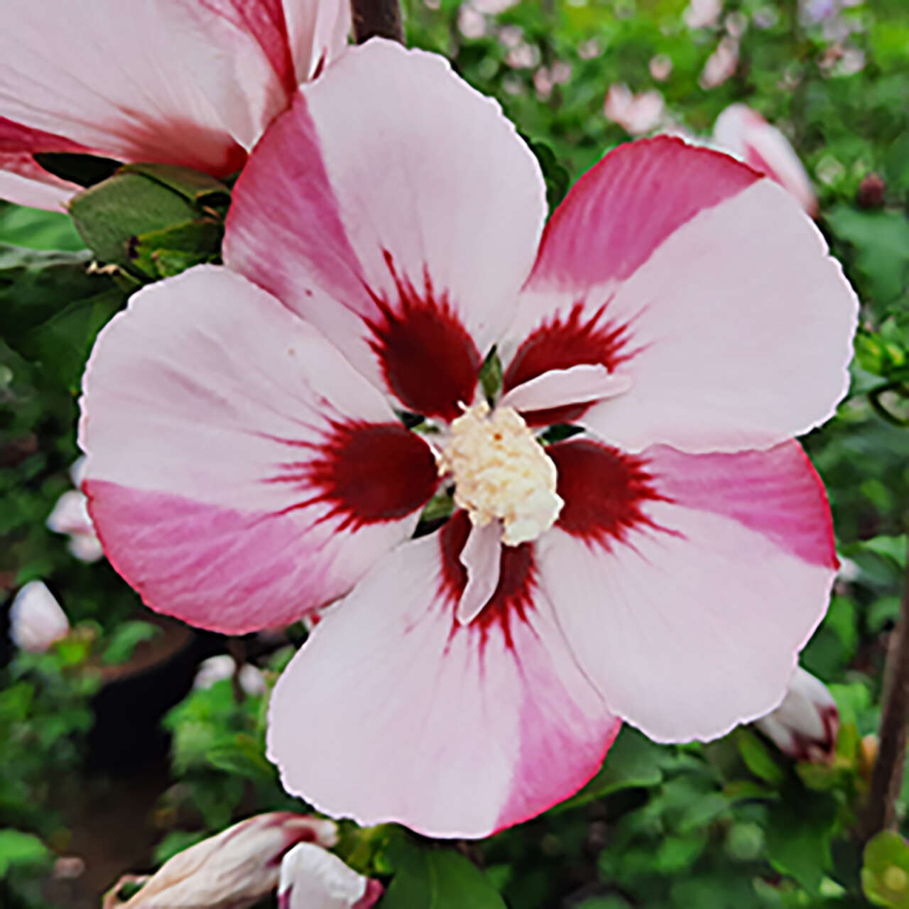 Eibisch Hibiscus syriacus Hamabo mehrfärbig