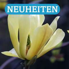 Neuheiten - 210 - Neuheiten bei Pflanzen in Österreich für Ihren Garten, Terrasse und Balkon. (142)