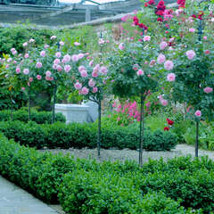 Rosen mit Stämmchen - 9 - Für den ganz besonderen Blickfang im Garten sorgen die edlen… (154)