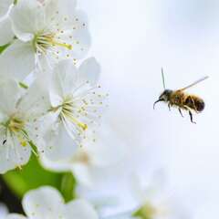 Bienenfreundliche Gehölze & Stauden - 1293 - Wertvolle Nahrungsquelle für verschiedene Insekten,… (2005)