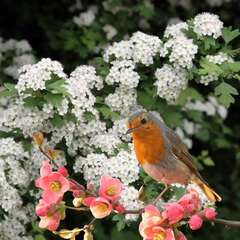 Vogelnährgehölz & Lebensraum - 301 - Vogelnährgehölz, dient zum Schutz und als Futterquelle für… (2006)