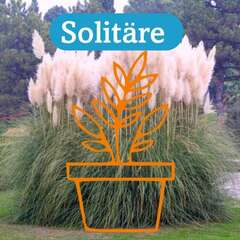 Solitär Stauden im großen 19 cm Topf - 86 - Blütenstauden Solitäre mit extra große Pflanzen im… (2020)