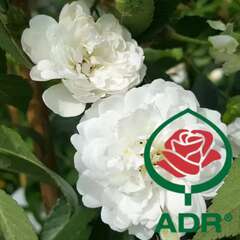 ADR Rosen - 14 - ADR-Rosen tragen das begehrte Qualitätssiegel und zählen zu den robustesten… (2025)