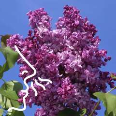 Duftende Sträucher - 86 - Duftende Sträucher vereinen üppige Blütenpracht mit angenehmen, oft… (2027)