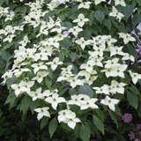 Cornus kousa chinensis - Chinesischer Blumenhartriegel