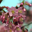 Prunus 'Okame': Bild 2/7
