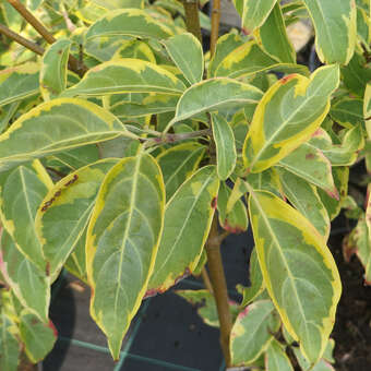 Cornus kousa 'Bonfire'