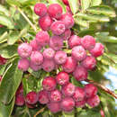 Sorbus 'Titan' - Sibirische Vogelbbere, Frucht-Eberesche