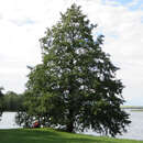 Alnus glutinosa - Schwarzerle