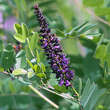 Amorpha fruticosa: Bild 3/6
