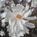 Magnolia loebneri 'Ballerina' - Baum-Sternmagnolie