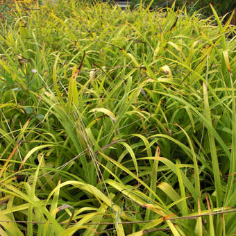 Luzula sylvatica 'Aurea'