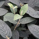 Viburnum rhytidophylloides 'Alleghany' - Immergrüner Schneeball