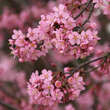 Prunus 'Okame': Bild 1/7