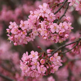 Prunus 'Okame'