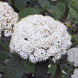 Viburnum rhytidophyll. 'Willowwood': Bild 1/5