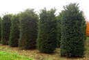 Taxus baccata - Heimische Eibe