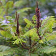 Amorpha fruticosa: Bild 2/6
