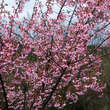 Prunus 'Okame': Bild 7/7