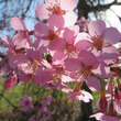 Prunus 'Okame': Bild 3/7