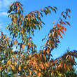 Prunus 'Okame': Bild 5/7
