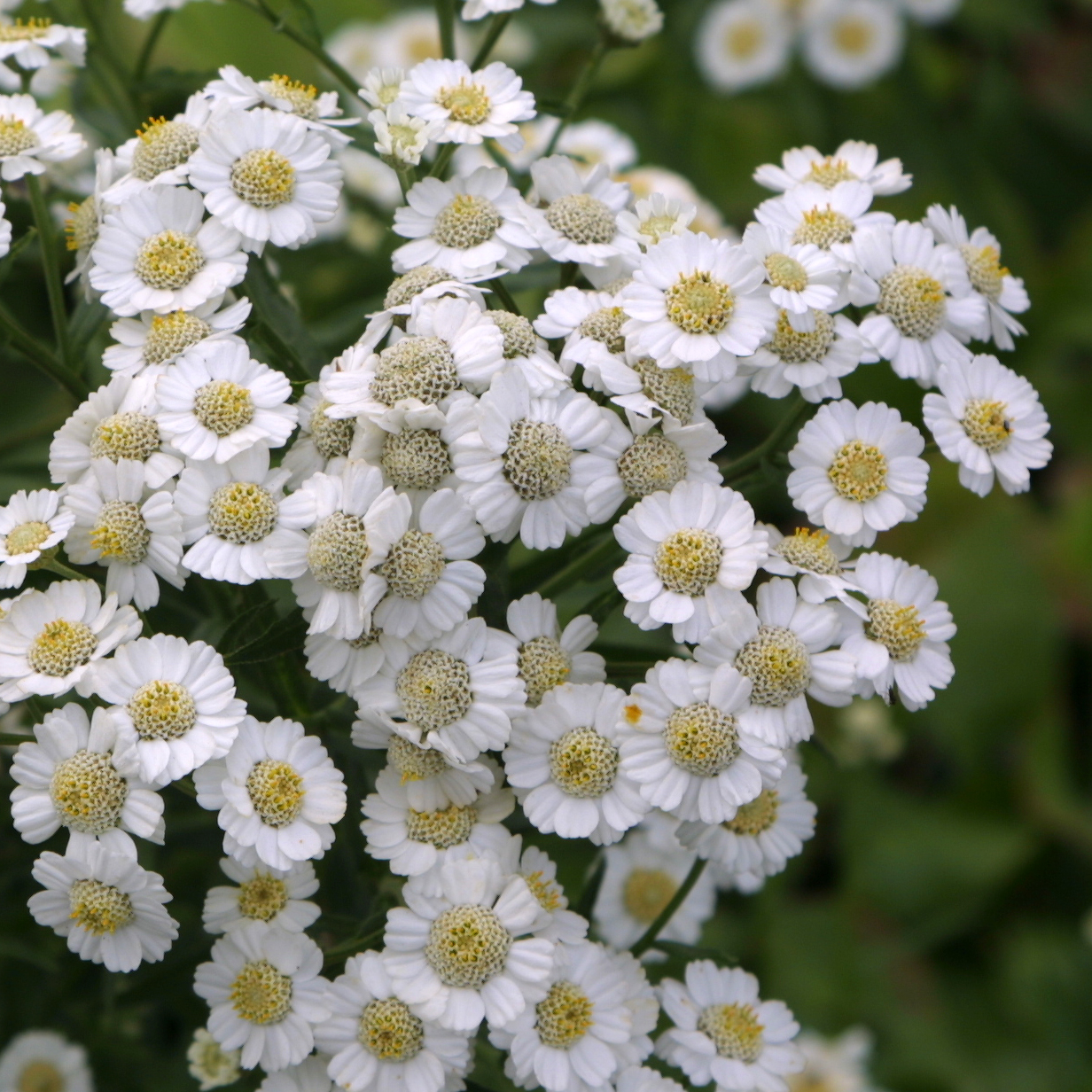 Schafgarbe Achillea Ptarmica Nana Compacta Wei