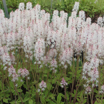 Tiarella 'Spring Symphony'