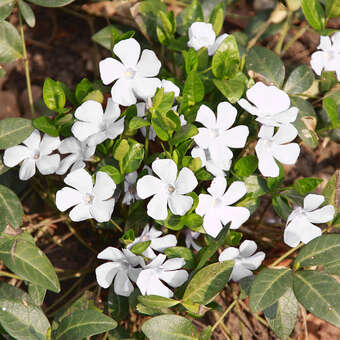 Vinca minor 'Gertrude Jekyll'