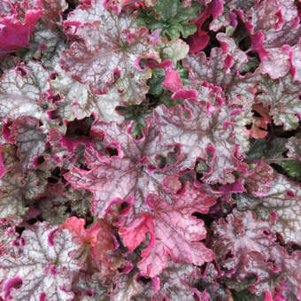 Heuchera 'Can Can'