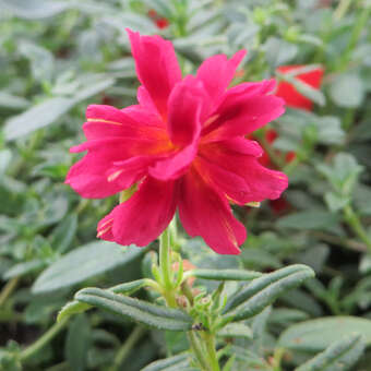 Helianthemum 'Amabile Plenum'