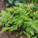 Dryopteris erythrosora - Rotschleierfarn