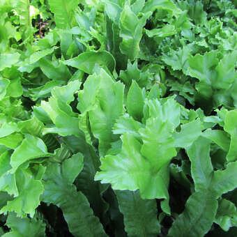 Asplenium scolopendrium 'Cristatum'