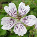 Geranium renardii - Storchschnabel