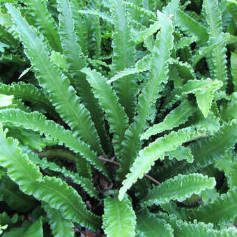 Asplenium scolopendrium 'Angustatum'