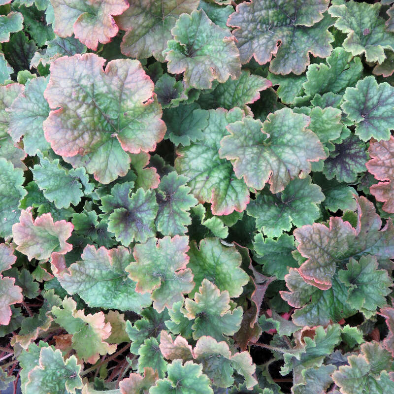 GartenAlraunwurzel Tellima grandiflora �Forest Frost