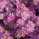 Aster ericoides 'Pink Star' - Aster