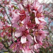 Prunus 'Okame': Bild 4/7