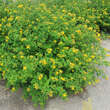 Hypericum inodorum 'Elstead': Bild 8/8