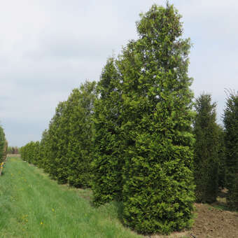 Thuja occidentalis 'Brabant'