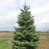 Abies concolor - Koloradotanne