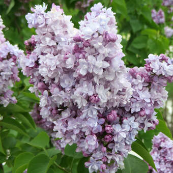 Syringa vulgaris 'Michel Buchner'
