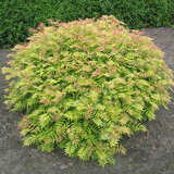 Sorbaria sorbifolia 'Sem' - Kleine Fiederspiere