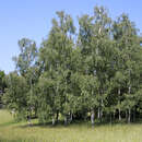 Betula pendula - Heimische Weißbirke