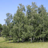 Betula pendula - Heimische Weißbirke