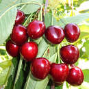 Prunus avium 'Große Schwarze Knorpelkirsche' - Kirsche