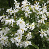 Exochorda racemosa - Prunkspiere