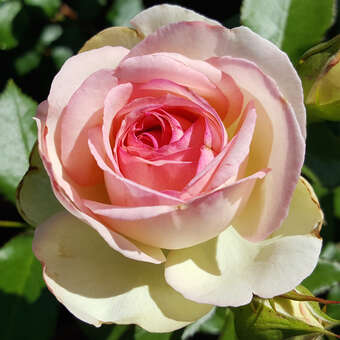 Rose 'Eden Rose'