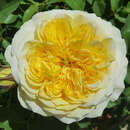 Rose 'The Pilgrim' - Englische Strauch-, Kletterrose